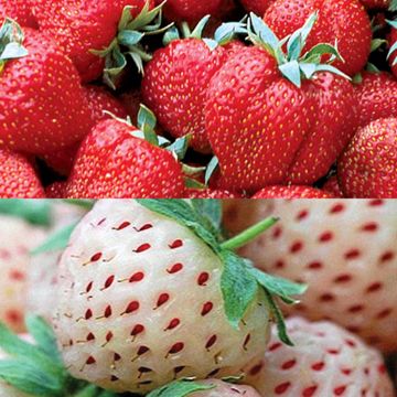 Photo of Red & White Strawberry Plant Collection