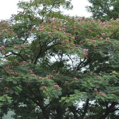View full size image Photo of E H Wilson Mimosa Tree