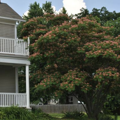 View full size image Photo of E H Wilson Mimosa Tree