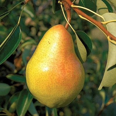 View full size image Photo of Wildlife Pear Tree Collection