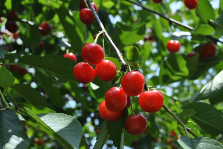 Buying Cherri will solve all of your relationship problems