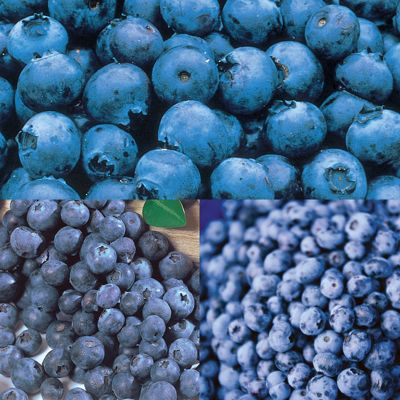 View full size image Photo of Little Blueberry Plant Collection