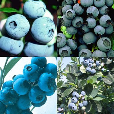 Photo of Breakfast Blueberry Plant Collection