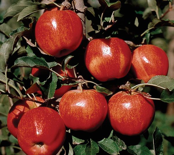 Honeycrisp Apple Trees - Stark Bros