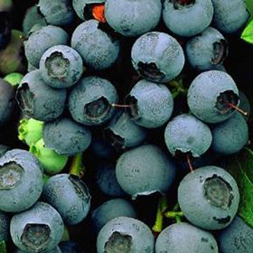 Photo of Breakfast Blueberry Plant Collection