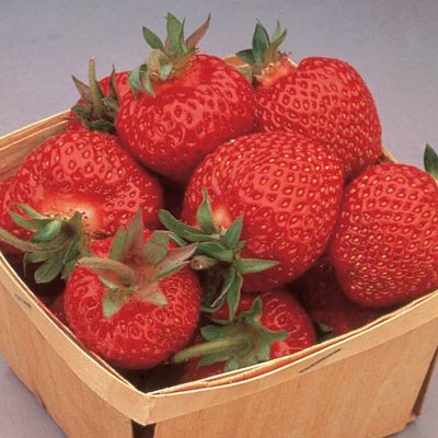 View full size image Photo of Eversweet® Strawberry Plant
