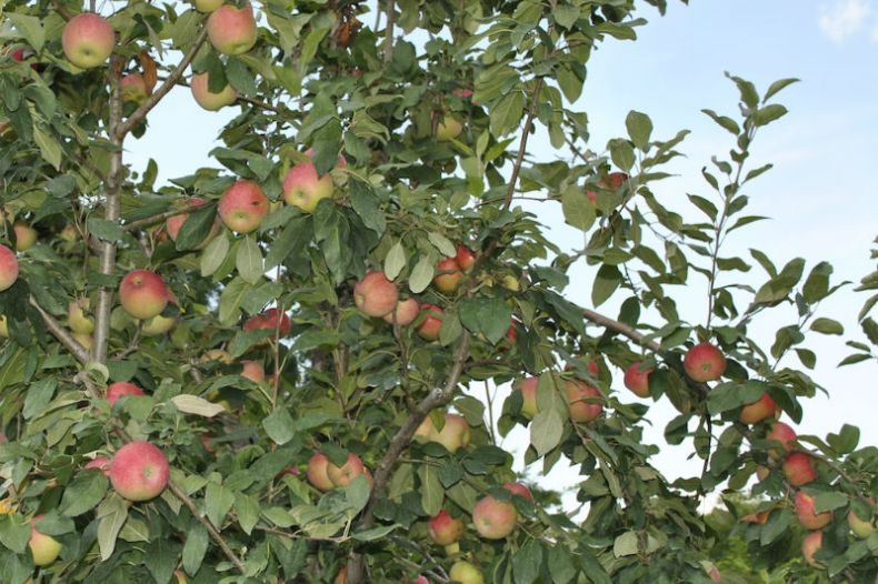 Starkspur® McIntosh Apple Tree - Stark Bro's