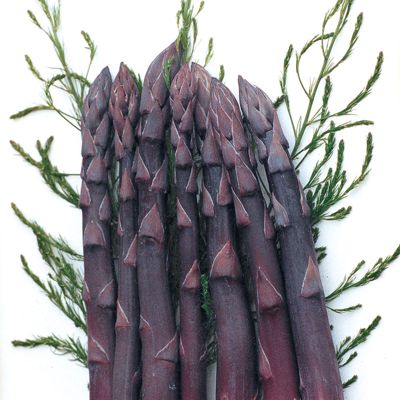 View full size image Photo of Purple Passion Asparagus Plant