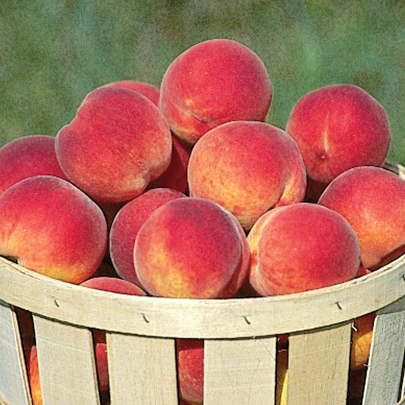 Loring Peach Tree - Stark Bro's