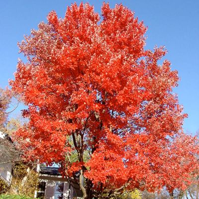 View full size image Photo of Red Sunset® Maple Tree