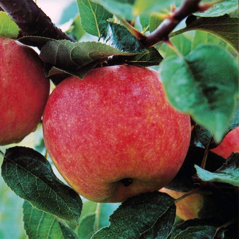 Gala Apple Tree (Dwarf) - Grow Organic