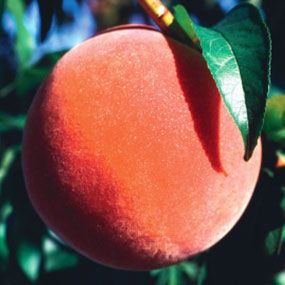 View full size image Photo of Stark® Hal-Berta Giant™ Peach Tree