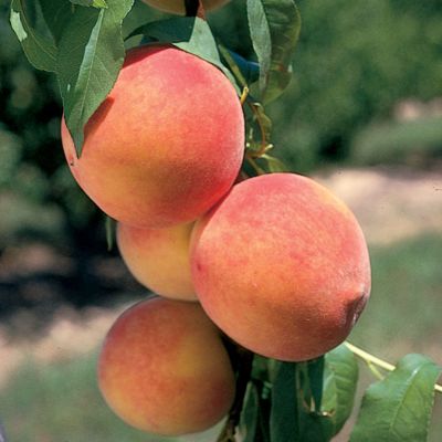 View full size image Photo of Desertgold Peach Tree
