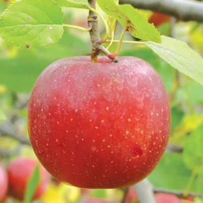 View full size image Photo of Stark® Little Jewel Apple Tree