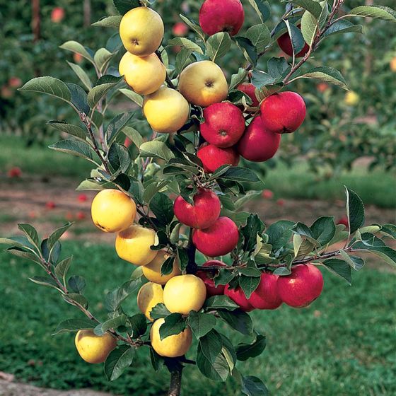 USDA Organic (Low-Chill) Fuji Apple Trees for Sale