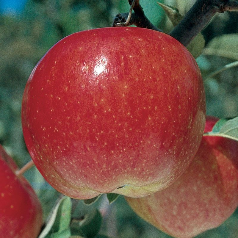 Sun Fuji Apples Information and Facts
