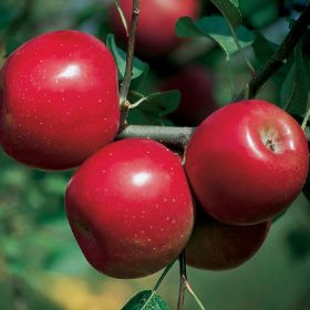 Organic GoldRush Semi-Dwarf Apple Tree - Fruition Seeds