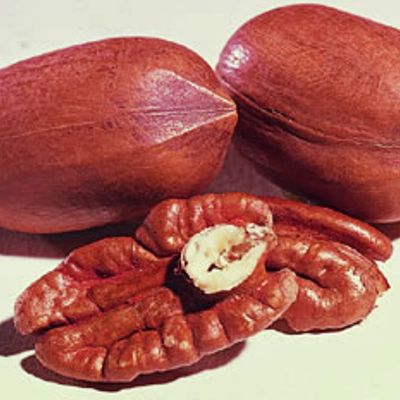 View full size image Photo of Starking® Hardy Giant™ Pecan Tree