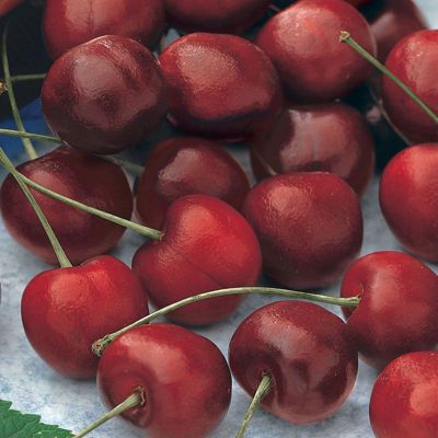 View full size image Photo of Stella Sweet Cherry Tree