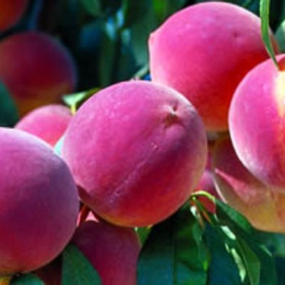View full size image Photo of Reliance Peach Tree