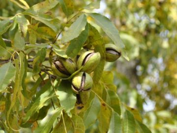 Pawnee Pecan - Pecan Trees - Stark Bro's