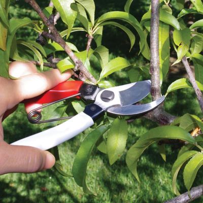 View full size image Photo of Okatsune Pruners