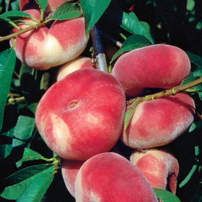 View full size image Photo of Stark® Saturn Peach Tree