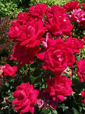 View full size image Photo of Double Knock Out® Rose
