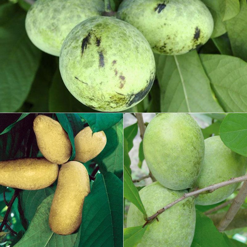 Pawpaw Tree Fruit : Pawpaw - Fruit for Sale at Gardens Alive! - The pawpaw tree has fruit resembling a fat banana, as big as 6 inches long and 3 inches wide.