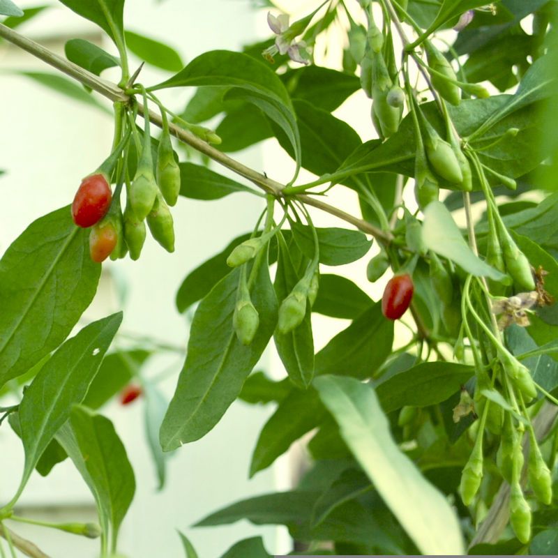 Vermilion Sunset™ Goji - Goji Berry Plants - Stark Bro's