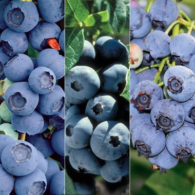 View full size image Photo of Heirloom Blueberry Plant Collection