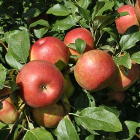 Organic Red Delicious Apples Biosüdtirol - Organic apples from South Tyrol