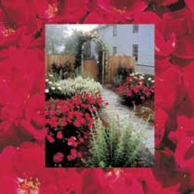 View full size image Photo of Knock Out® Rose