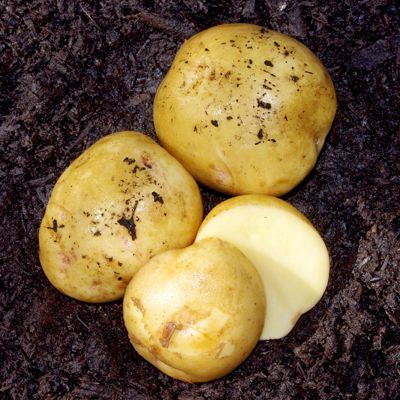 View full size image Photo of Yukon Gold Seed Potato