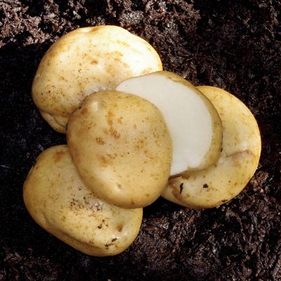 View full size image Photo of Green Mountain Seed Potato
