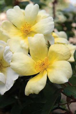 View full size image Photo of Sunny Knock Out® Rose