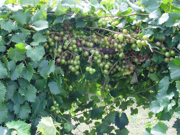 Neptune Seedless Grape Vine - Stark Bro's