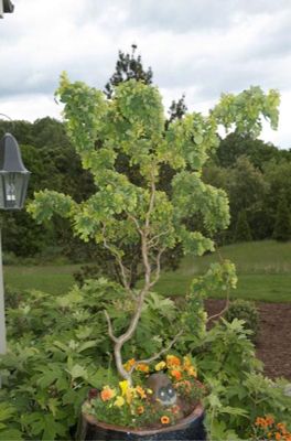 View full size image Photo of Twisty Baby® Locust Tree