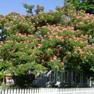 View full size image Photo of E H Wilson Mimosa Tree