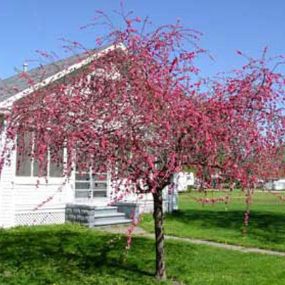 View full size image Photo of Pink Cascade Weeping Peach Tree