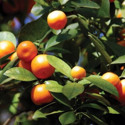 View full size image Photo of Calamondin Orange Tree