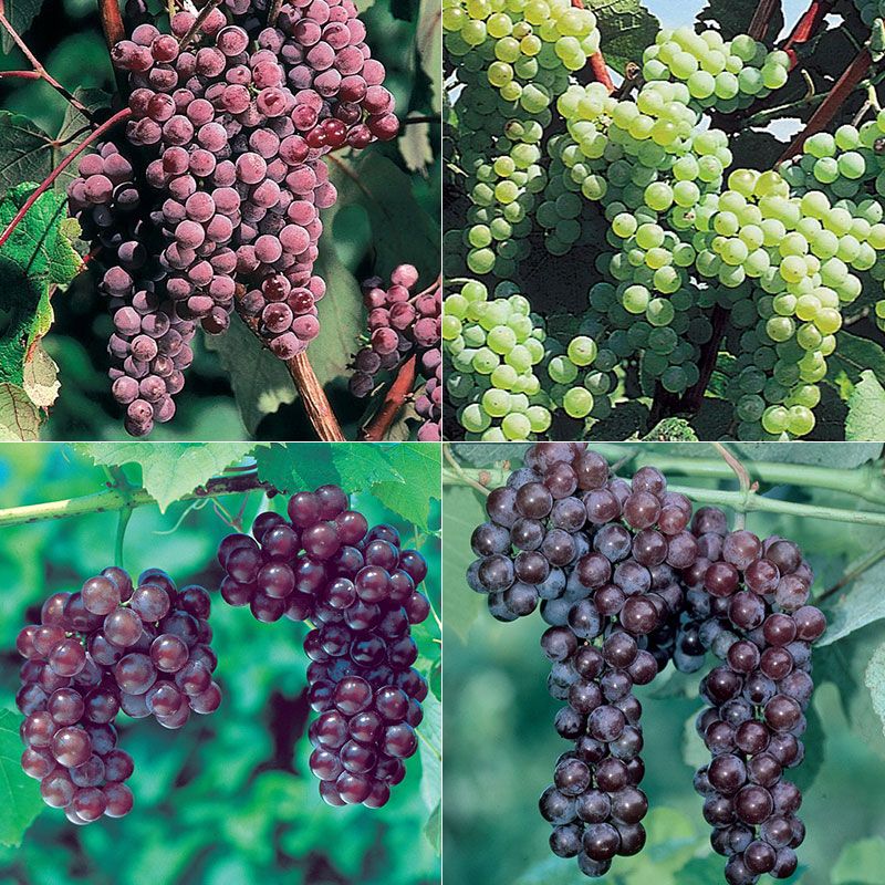 Our Most Wanted Grape Vine Collection Grape Vines Stark Bro S   3138 