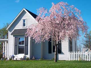 Pink Pendula Weeping Cherry Flowering Trees Stark Bro S