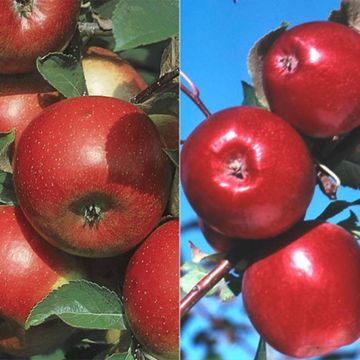 Photo of Rooted in American History Apple Tree Collection