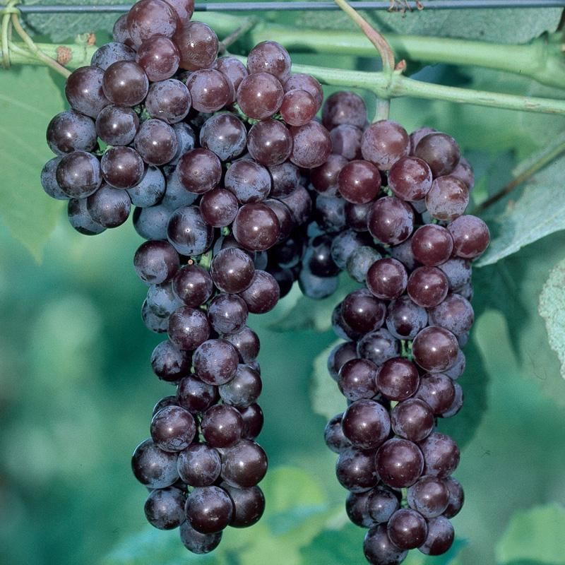 Neptune Seedless Grape Vine - Stark Bro's