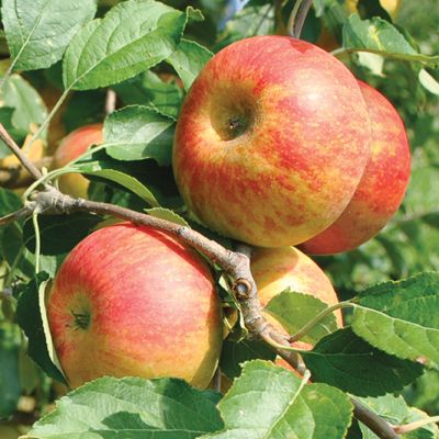 View full size image Photo of Cox's Orange Pippin Antique Apple Tree