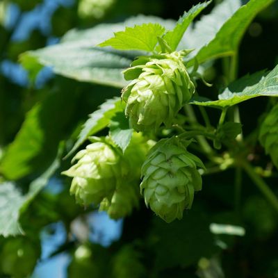 View full size image Photo of Centennial Hops Bine