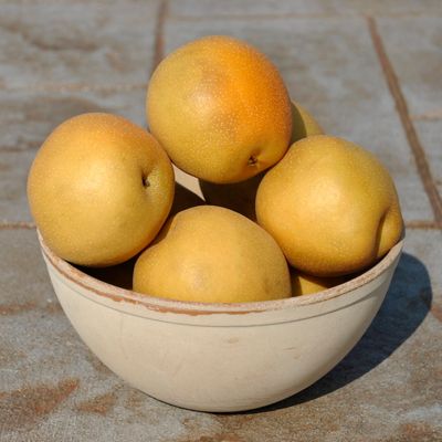 View full size image Photo of Peggy Asian Pear Tree