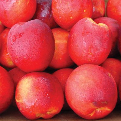 View full size image Photo of Stark® SunGlo Nectarine Tree