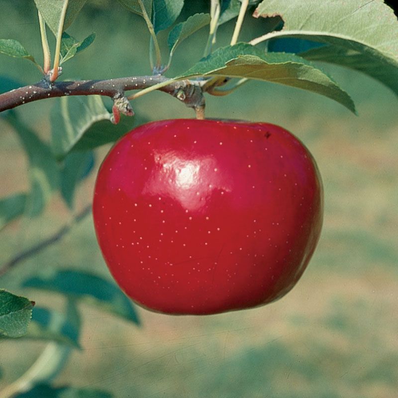 Red Rome Beauty Apple Tree Stark Bro’s